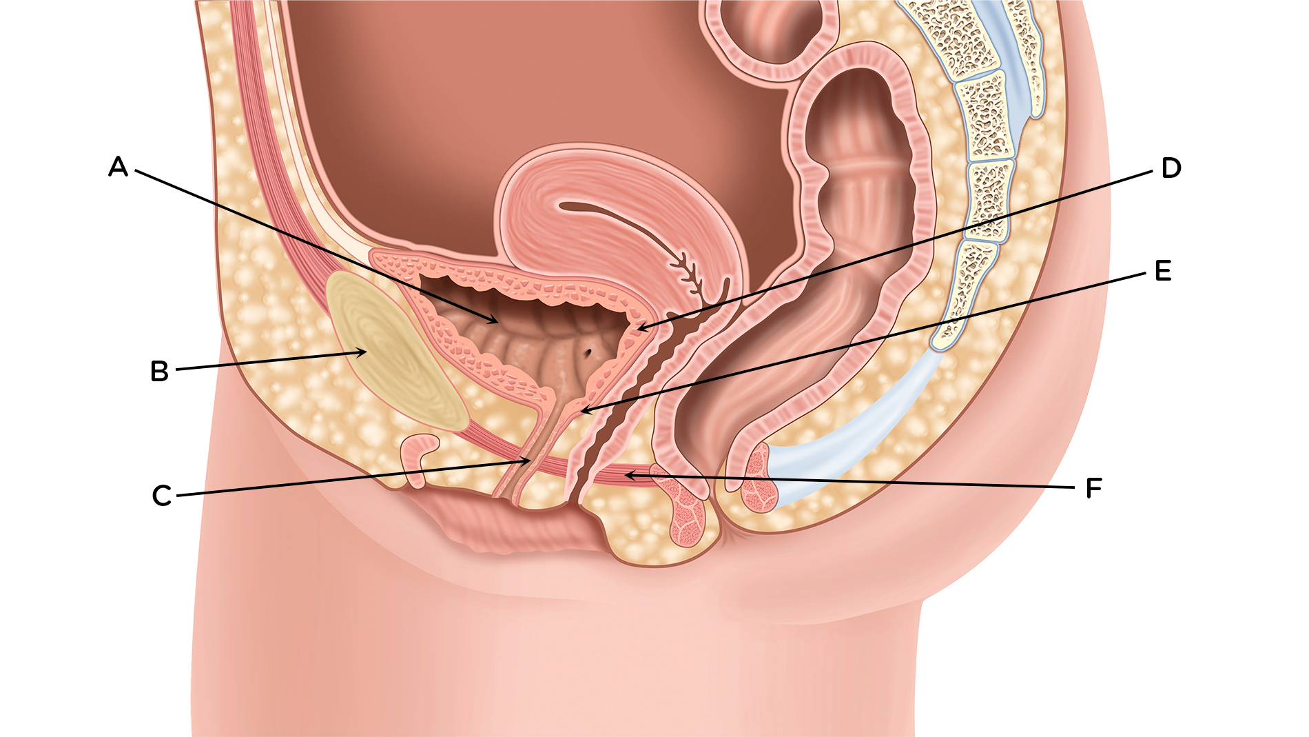 Anatomía del Aparato Urinario Femenino (Urinary System, Female, Anatomy):  Image Details - NCI Visuals Online, urinario femenino